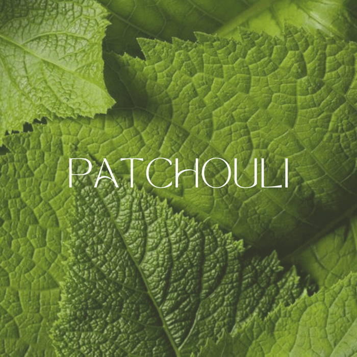 Patchouli in Perfume: A Must-Have Earthy Note - Man-Solid®