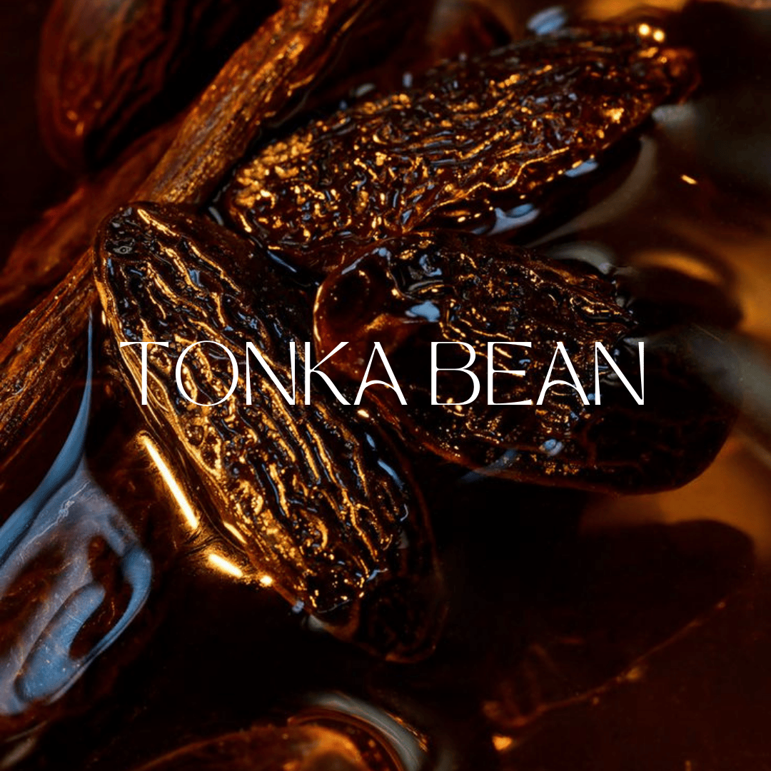 Tonka Bean in Perfume: The Sweet Secret in Fragrances - Man-Solid®